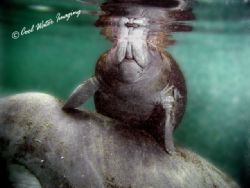 West Indian Manatee and Calf taken at Crystal river, Fl by Frank M Virga 
